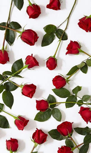 Rose Wallpapers screenshot 7