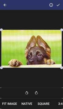 Puppies Wallpapers screenshot 2