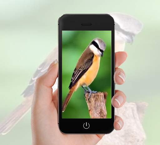Bird Wallpaper screenshot 3