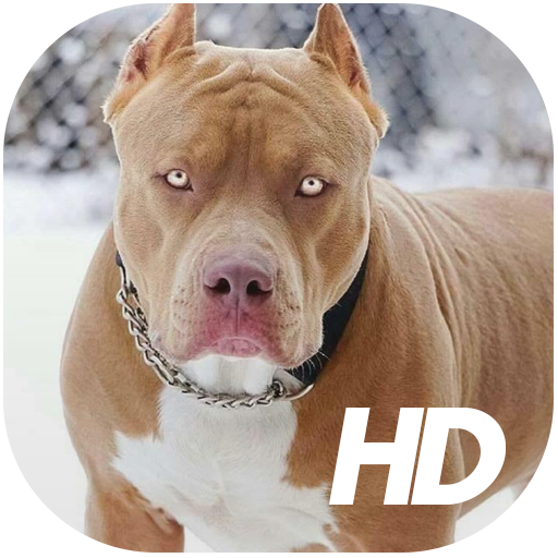 Pitbull Wallpaper HD icon
