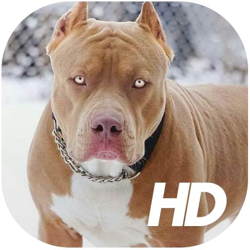 Pitbull Wallpaper HD 1.3.1