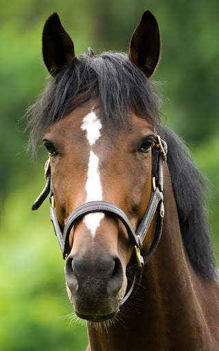 Horse Wallpapers | hd backgrounds screenshot 11