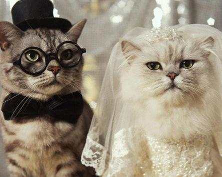 Funny Wedding Jigsaw Puzzles screenshot 4