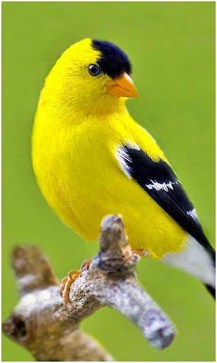Birds Wallpapers New screenshot 4