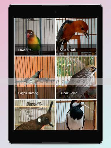 Kicau Burung Terlengkap screenshot 17