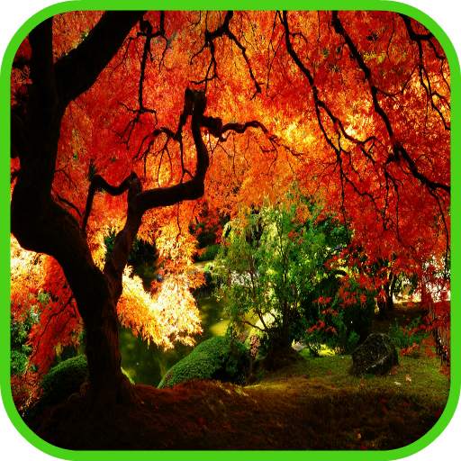 Park Wallpaper 1.0