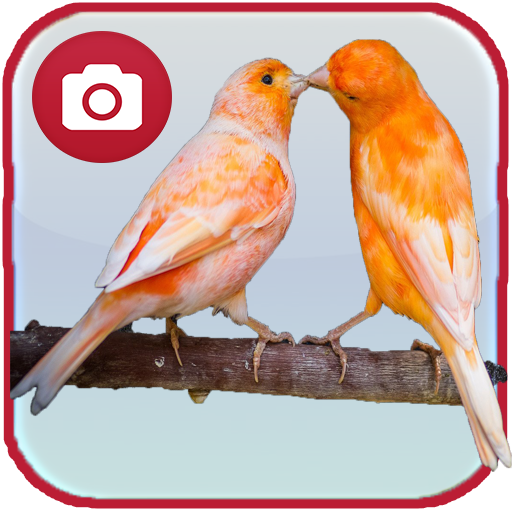 Canary Birds Wallpaper icon