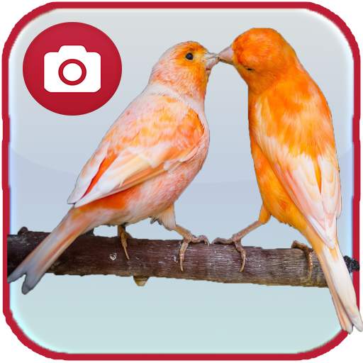 Canary Birds Wallpaper 1.4