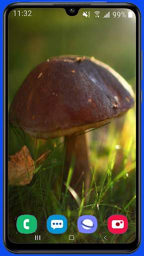 Mushroom Wallpaper Best HD screenshot 15