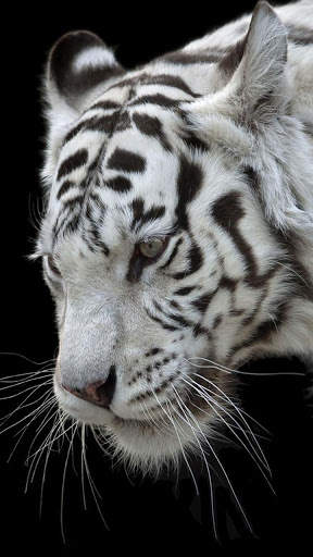 White Tiger Wallpapers 4 تصوير الشاشة