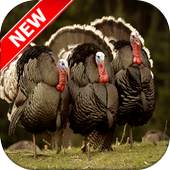 Turkey Wallpapers 1