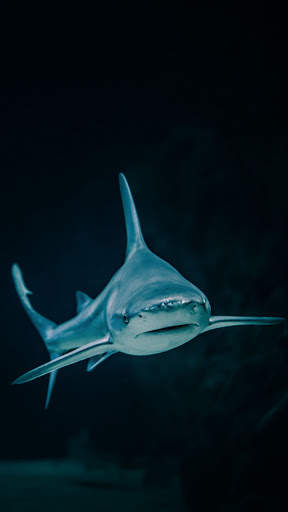 Shark Wallpapers स्क्रीनशॉट 8