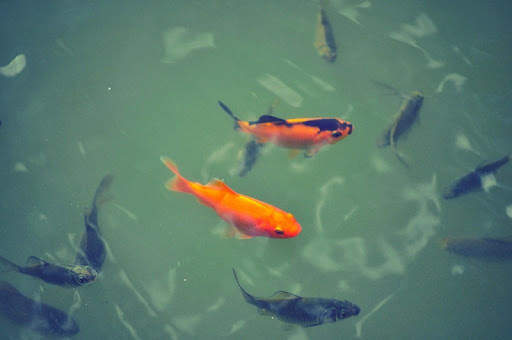 Japanese koi fish wallpapers screenshot 3
