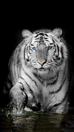 White Tiger Wallpapers 2 تصوير الشاشة