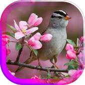 Birds Spring live wallpaper 1.0