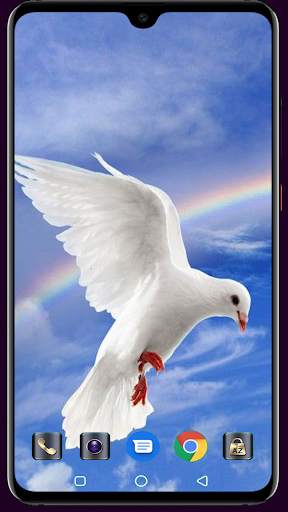 HD Pigeon Wallpaper screenshot 9
