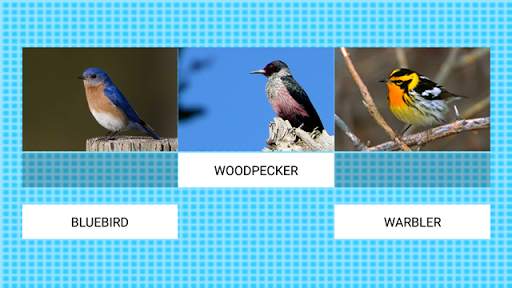 Bird Center: Kids Learn Birds स्क्रीनशॉट 11