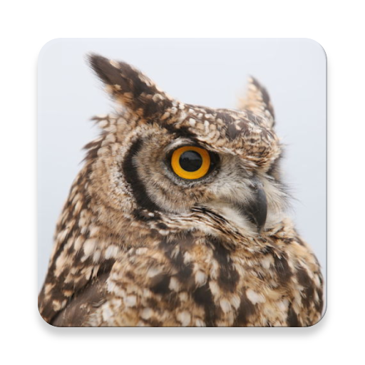 Owl Bird Sound Collections ~ Sclip.app icon