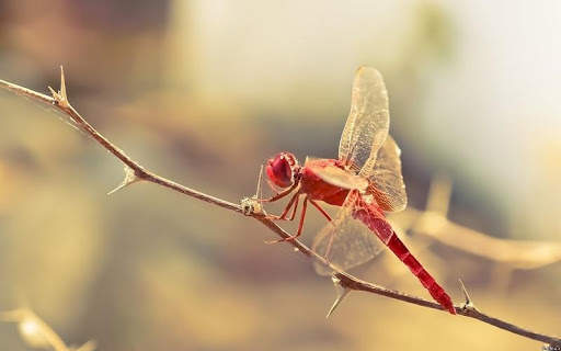 Dragonfly HD Wallpaper screenshot 5