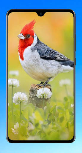 Bird Wallpaper HD screenshot 16