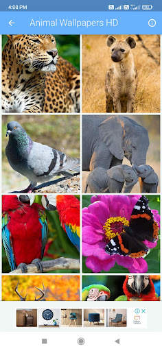 Animal Wallpapers HD screenshot 4