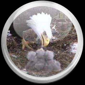 Birds Twittes स्क्रीनशॉट 4