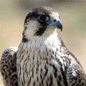 شيلات 3