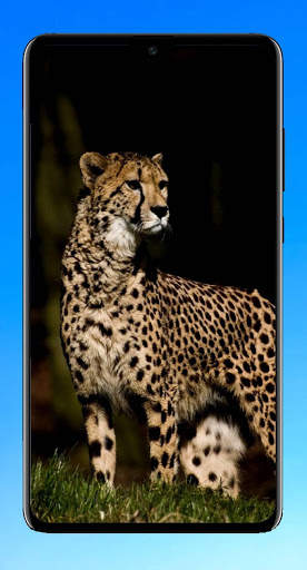 Cheetah Wallpaper 4K screenshot 5