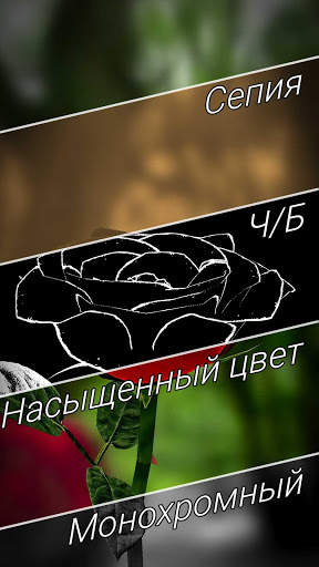 Живые обои "Роза 3D", Lite версия скриншот 4