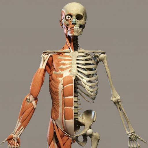 Learn Human Organs Works screenshot 2
