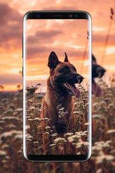 Malinois Wallpaper : Belgian Malinois 2020 screenshot 2