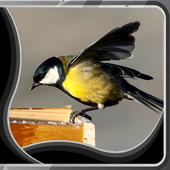 Birds Live Wallpapers icon