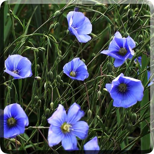 Blue Flowers Live Wallpaper 2.0