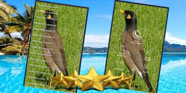 Indian Myna Sound : Indian Myna Bird Song screenshot 1
