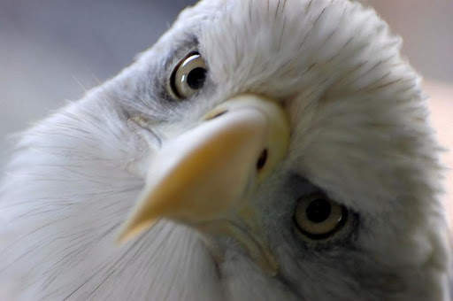 Eagle HD Wallpaper screenshot 3