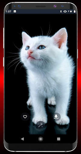 Video Wallpapers by Wallpapers.VIP screenshot 4