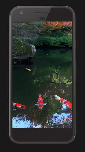 Koi Fish Live Video Wallpaper screenshot 3