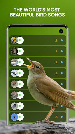 Bird Sounds: Free Bird Ringtones, Calls, Songs Mp3 screenshot 4
