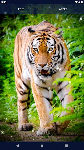 Tiger Live Wallpapers screenshot 5