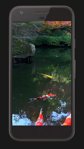 Koi Fish Live Video Wallpaper screenshot 2
