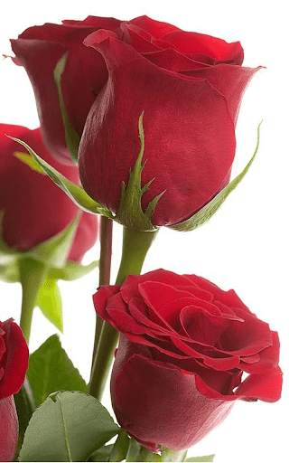 Red Rose Live Wallpaper screenshot 5