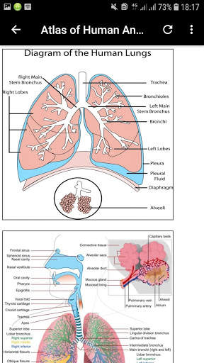 Atlas of Human Anatomy Offline screenshot 6