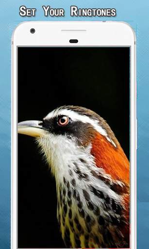 Bird Sounds Ringtone screenshot 4