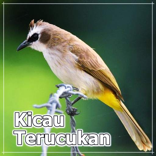 Kicau Burung Trucukan Offline 2.1