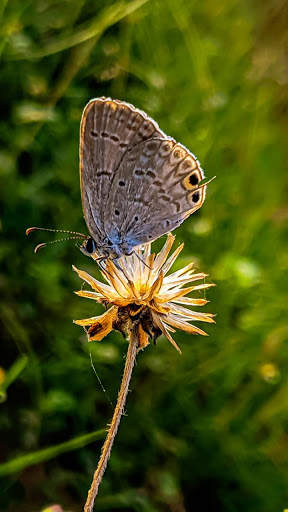 Macro HD Wallpaper screenshot 2