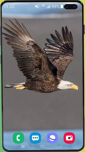 Eagle Wallpaper Best HD screenshot 2