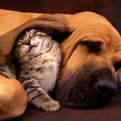 Funny cats and dogs Puzzles 1.0