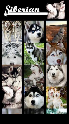 Siberian Husky Wallpaper screenshot 3