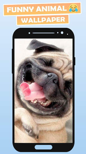 Funny Animal Wallpapers screenshot 1