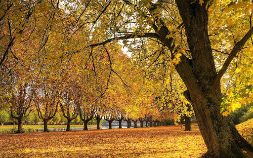 Autumn Wallpapers 15 تصوير الشاشة
